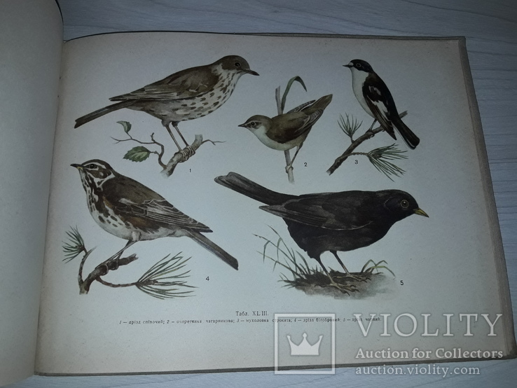 Приваблювання і охорона птахів 1964 А.О.Буценко тираж 3900, фото №8
