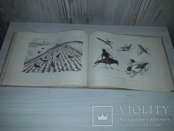 Приваблювання і охорона птахів 1964 А.О.Буценко тираж 3900, фото №11