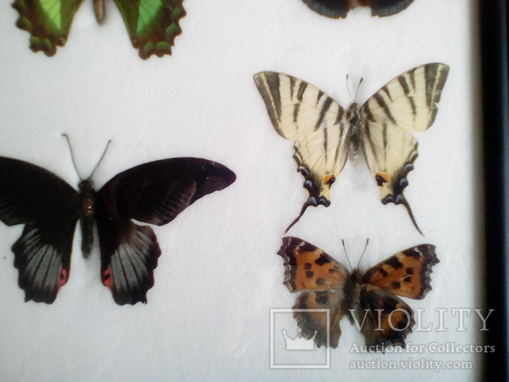 Бабочки в рамке, фото №6