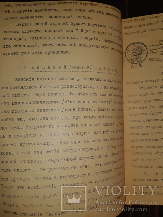 1911 Общая эмбриология, фото №3