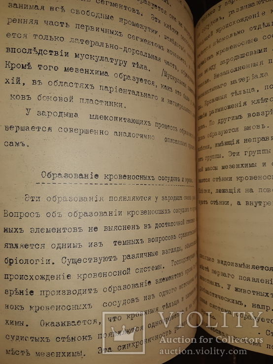 1911 Общая эмбриология, фото №10