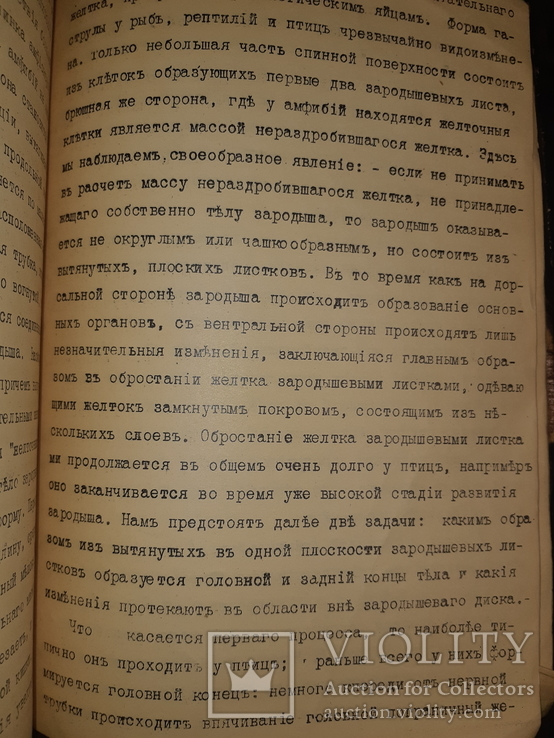 1911 Общая эмбриология, фото №11