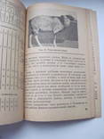 Племенное овцеводство и метизация овец. 1935 г, фото №8