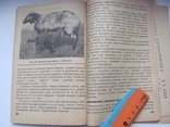 Племенное овцеводство и метизация овец. 1935 г, фото №10