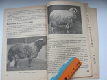 Племенное овцеводство и метизация овец. 1935 г, фото №11