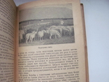 Передовой опыт в овцеводстве 1940 г, фото №8