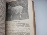 Передовой опыт в овцеводстве 1940 г, фото №9