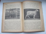 Основы кормления овец 1933 г, фото №8