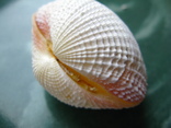 Морская раковина бивальва Fimbria fimbriata, фото №2