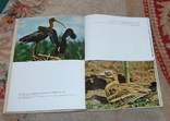  Книга - Фотоальбом "В мире зверей и птиц", фото №6