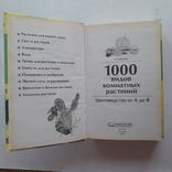 1000 видов комнатных растений. 2012 г., фото №3