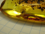 Янтарь натуральный инклюз 8,3 грамма .насекомое внутри., фото №6
