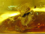 Янтарь натуральный инклюз 8,3 грамма .насекомое внутри., фото №8