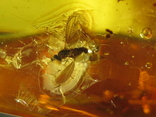Янтарь натуральный инклюз 8,3 грамма .насекомое внутри., фото №13