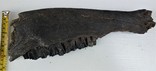 Велика скам'яніла щелепа із зубами стародавньої тварини., фото №4