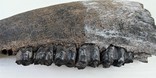 Велика скам'яніла щелепа із зубами стародавньої тварини., фото №8