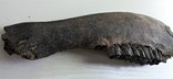 Велика скам'яніла щелепа із зубами стародавньої тварини., фото №9
