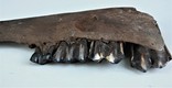 Скам'яніла щелепа із зубами стародавньої тварини., фото №7
