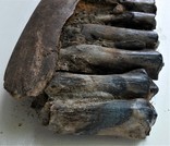 Скам'яніла щелепа із зубами стародавньої тварини., фото №9