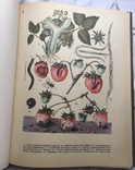 Атлас вредителей плодовых и ягодных культур (104 цветных рис.), 1976 г., тир. 56000 экз., фото №5