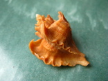 Морская раковина мурекс Pteropurpura falcatа, фото №2