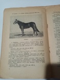 Каталог выставки рысистых Лошадей 1948 г тираж 500 экз, фото №8