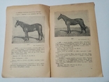 Каталог выставки рысистых Лошадей 1948 г тираж 500 экз, фото №9