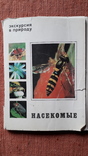 Экскурсия в природу. Насекомые., фото №3