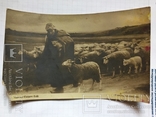 Открытое письмо. фото Новорожденный. Поле отара овец, фото №2