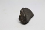 Кам'яний метеорит NWA, 32,5 грам, індивідуал, із сертифікатом автентичності, фото №8