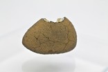 Кам'яний метеорит Челябінськ Chelyabinsk, 3,6 грам, із сертифікатом автентичності, фото №4