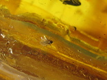 Янтарь натуральный инклюз 7,6 грамм .4 насекомых внутри., фото №10