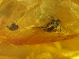 Янтарь натуральный инклюз 8,8 грамм .насекомое внутри., фото №2