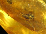 Янтарь натуральный инклюз 8,8 грамм .насекомое внутри., фото №12