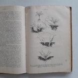 1925 г. Руководство по огородничеству, фото №8