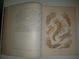 Красота форм в природе. Э. Геккеля. 100 таблиц с описательным текстом. 1904 год, фото №9