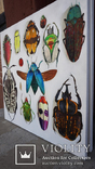 Энтомологическая коллекция насекомых №2, фото №6