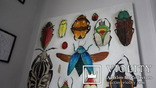 Энтомологическая коллекция насекомых №2, фото №12