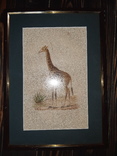 1840-е графика Жирафа, фото №2