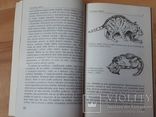 Chováme mačky Ján Rizman книга  про котів про котов, фото №6