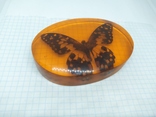 Настольный сувенир или пресс-папье. Крупная бабочка в эпоксидке, фото №3