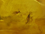 Янтарь натуральный инклюз 6,9 грамма .5 насекомых внутри., фото №8