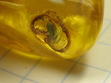 Янтарь натуральный инклюз 6,9 грамма .5 насекомых внутри., фото №9