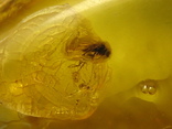 Янтарь натуральный инклюз 6,6 грамм. 8 насекомых внутри., фото №13
