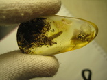 Янтарь натуральный инклюз 3,7 грамм .насекомое внутри., фото №5