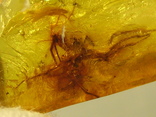 Янтарь натуральный инклюз 2,3 грамма .насекомое внутри., фото №11