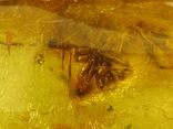 Янтарь натуральный инклюз 2,3 грамма .насекомое внутри., фото №12