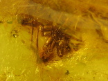 Янтарь натуральный инклюз 2,3 грамма .насекомое внутри., фото №2