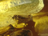 Янтарь натуральный инклюз 16 грамм .2 насекомоых внутри., фото №12