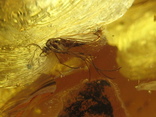 Янтарь натуральный инклюз 16 грамм .2 насекомоых внутри., фото №13